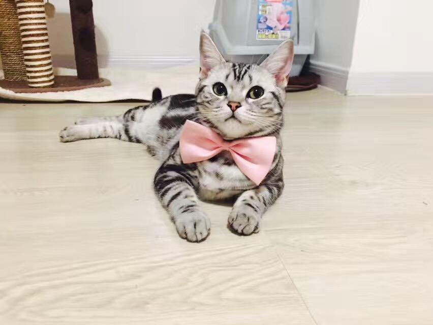 我家的这个 不是狸花猫 知乎