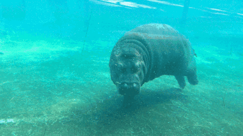 河马在水里怎么走