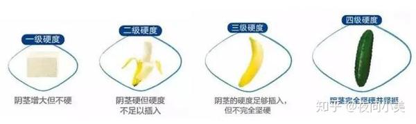 [科普]男生丁丁变大的原理 - 知乎