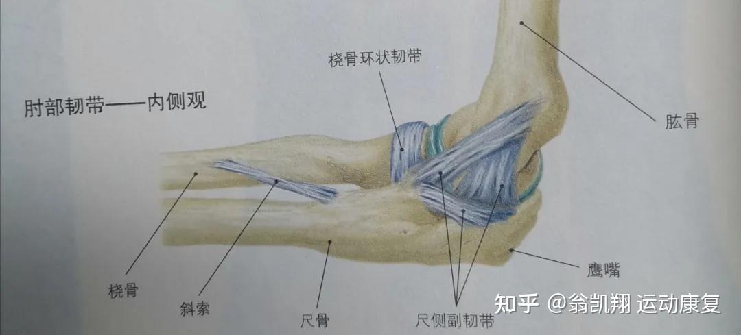 通过韧带肌腱等连接起来,也是由肱尺关节,肱桡关节和桡尺近侧关节组成