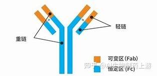 抗体药物作用机制及增强手段 - 知乎