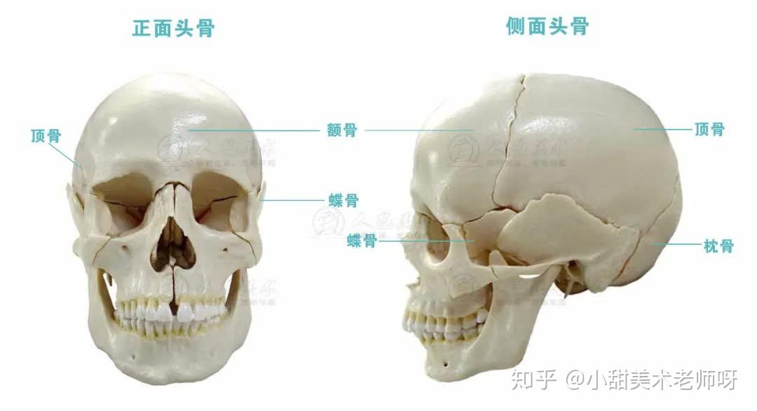 头像基础 | 1-2. 骨骼与肌肉解析 - 知乎