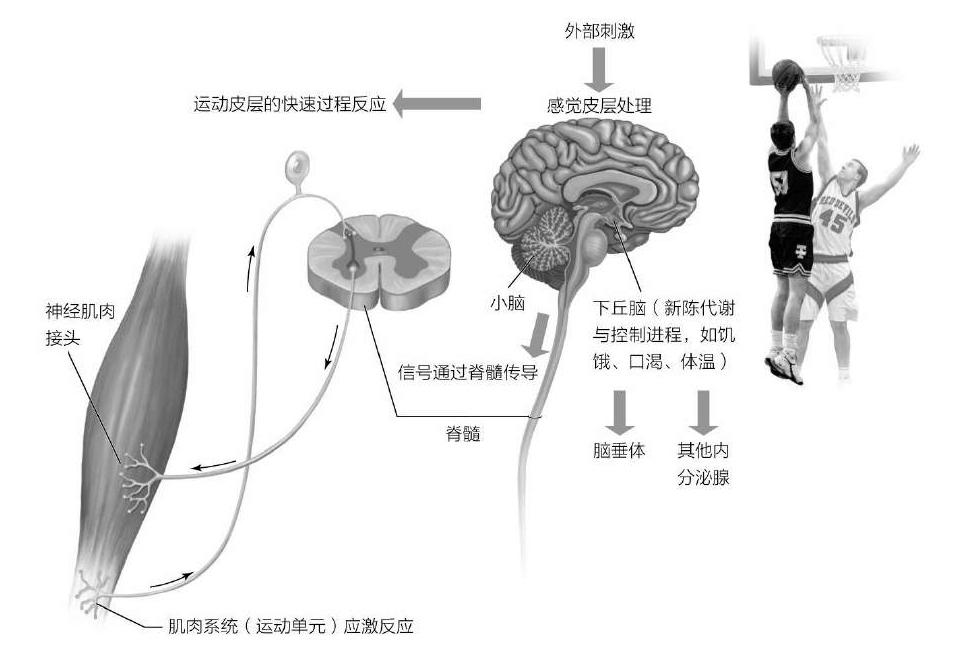理解运动能力:骨骼肌肉系统 - 知乎