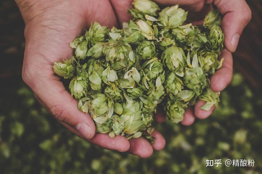  IPA 
