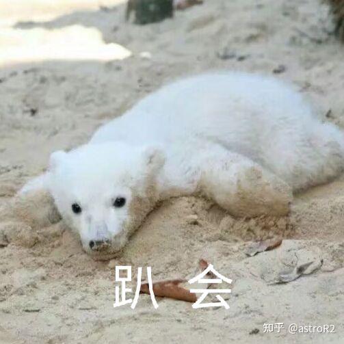 趣談cute北極熊表情包