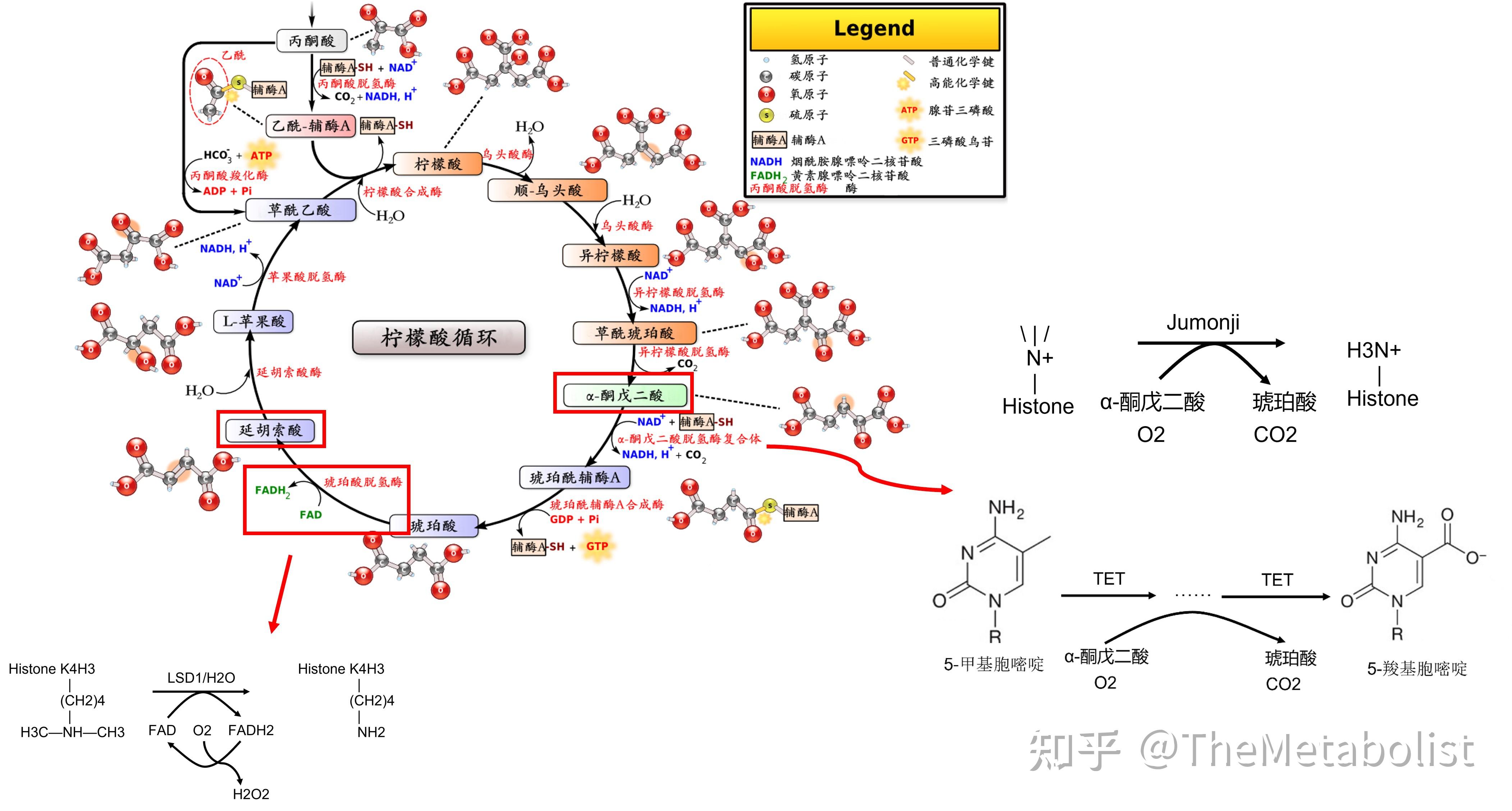 代謝學人naturemetabolism新發現讓白色脂肪主動改白歸棕