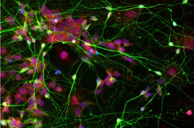 人类诱导多能干细胞突变载量的研究