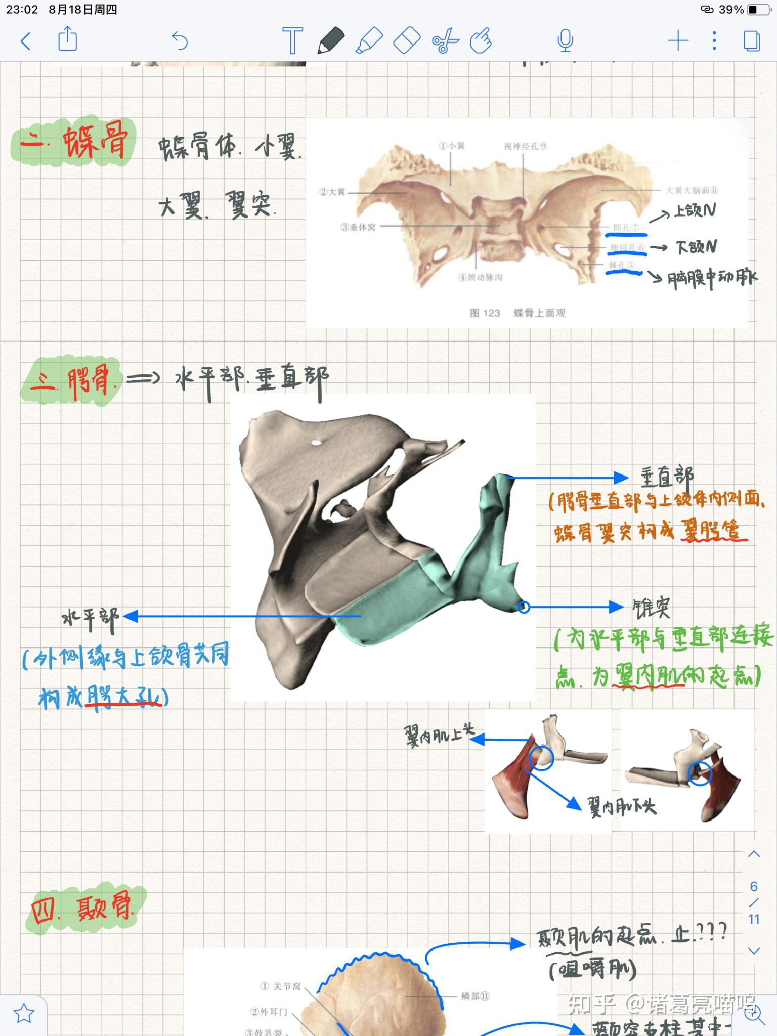 口腔解剖生理学笔记丨颌面部骨 - 知乎