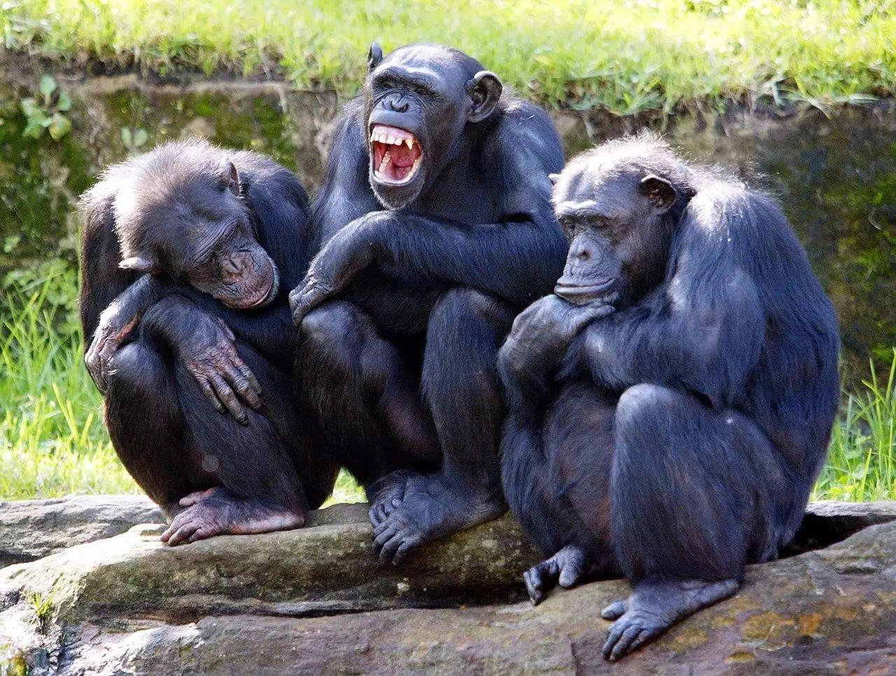 Chimpanzee Habitat