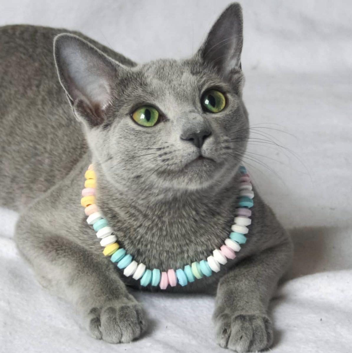 吸猫大会俄罗斯蓝猫haru