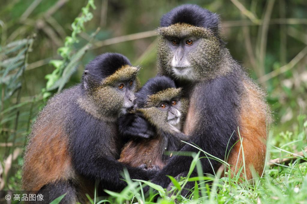 脸大如盆的长尾猴世界珍奇动物之一