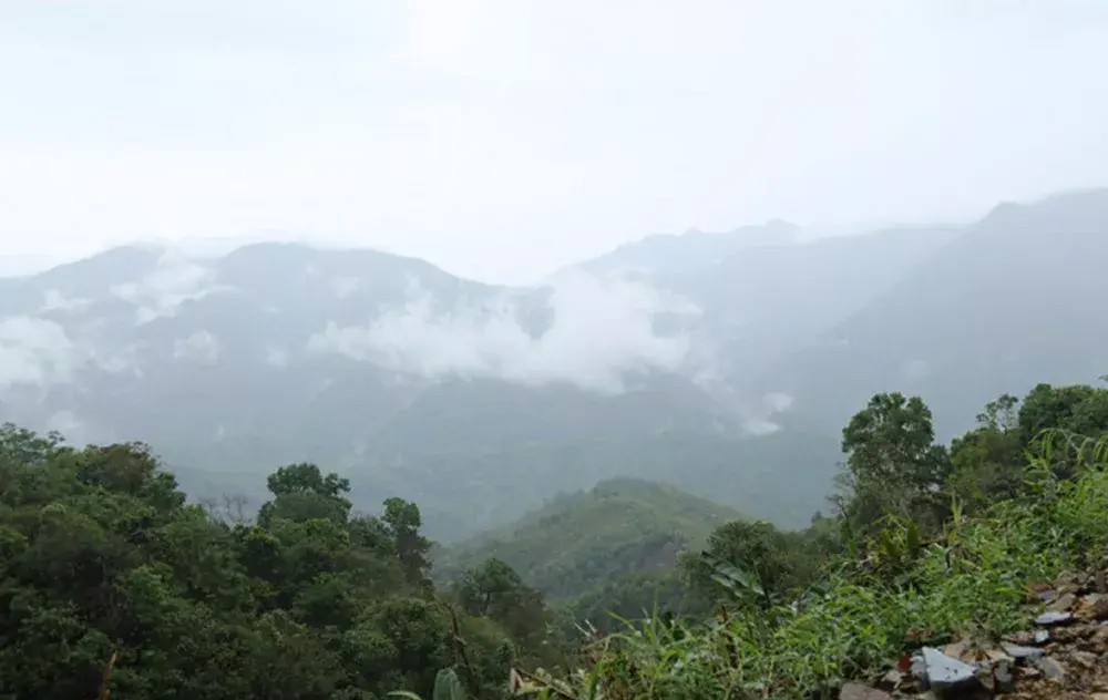 雲南省西雙版納傣族自治州勐海縣是世界茶樹原產地的中心.