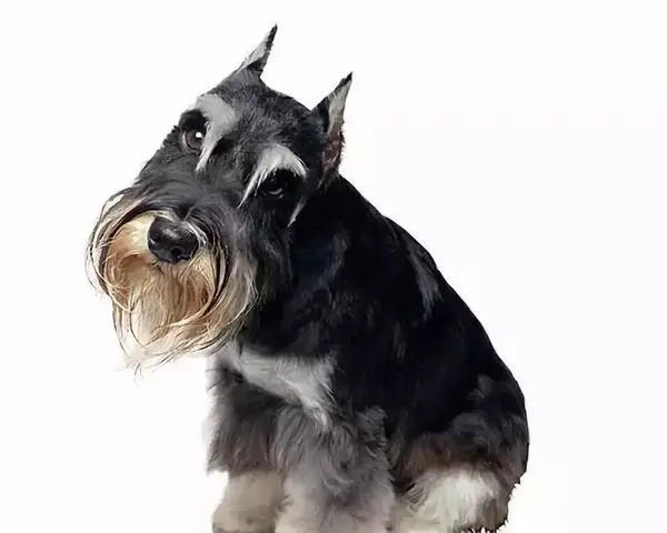 千万别养雪纳瑞