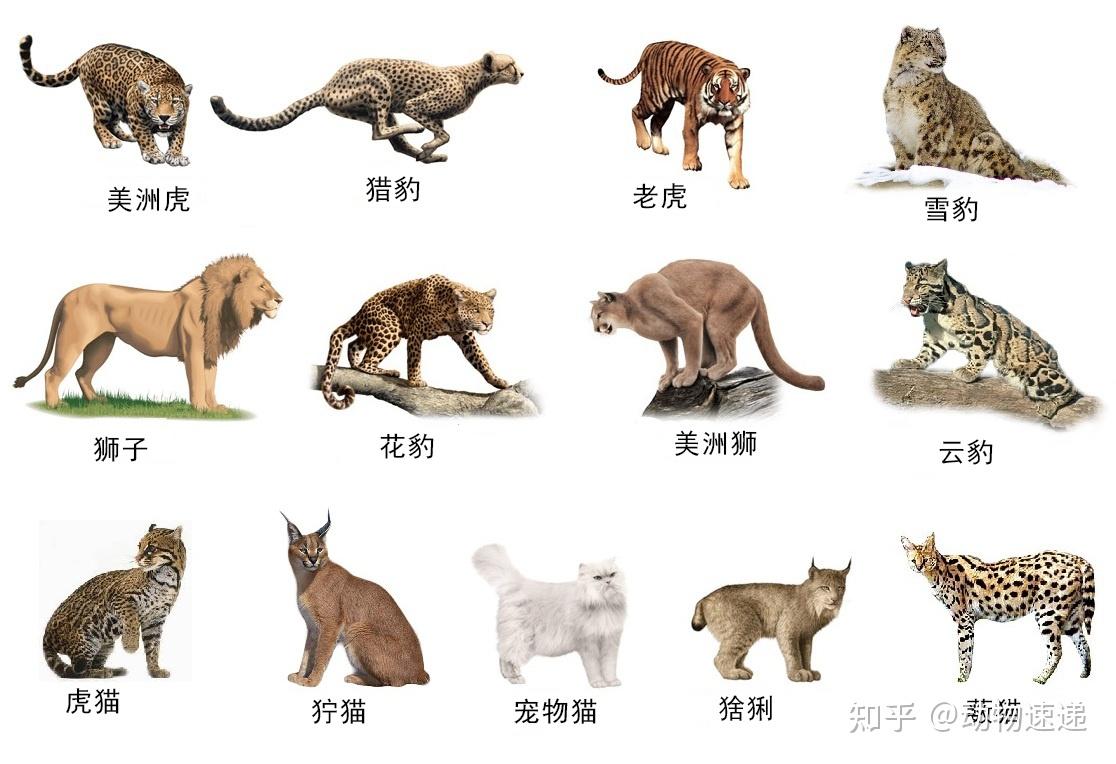 四川相传出现过霸王猇体型跟虎相似在500年前灭绝了