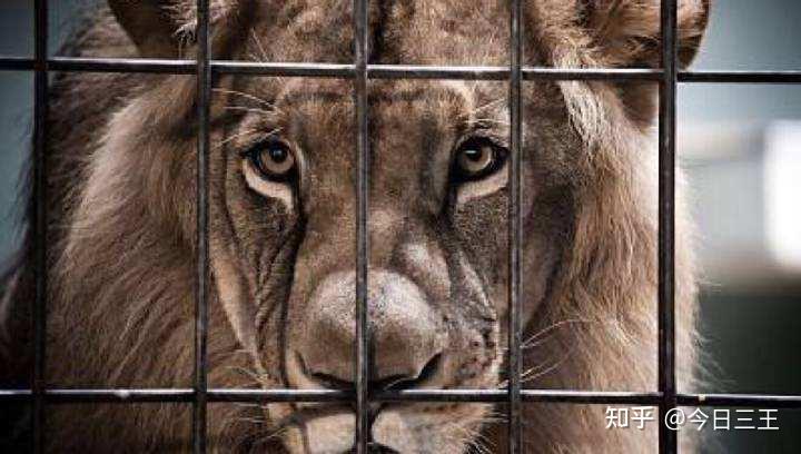 我们都是困兽犹斗