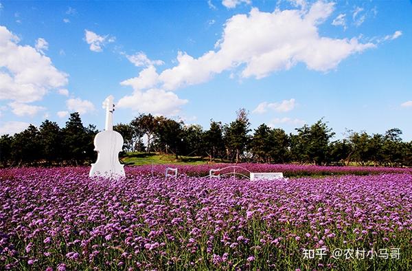 花卉种类:常见花卉种类的完整收集 - 知乎