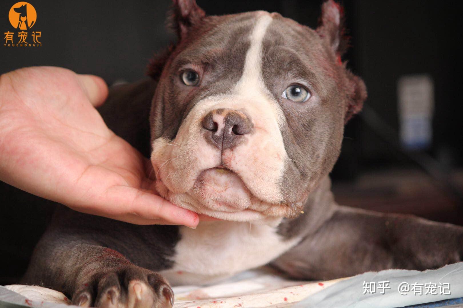 有宠记的美国恶霸犬裁耳手术