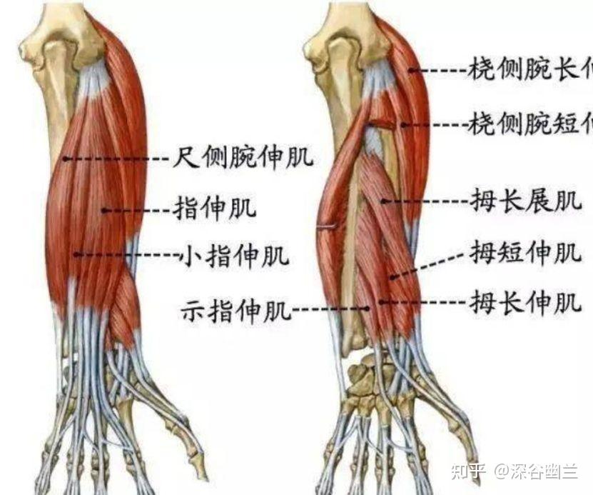 在橈骨與尺骨之間,指總伸肌與拇長伸肌之間,屈肘俯掌時則在指總伸肌的