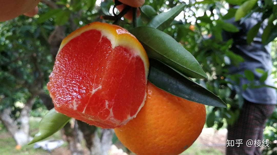 中华红橙 - 知乎