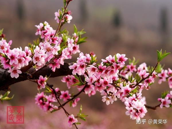 《布经》色彩:桃红初探 - 知乎