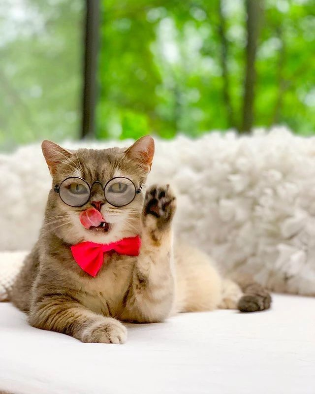 全世界最时尚的猫又飒又酷潮出圈网友喵界吴亦凡