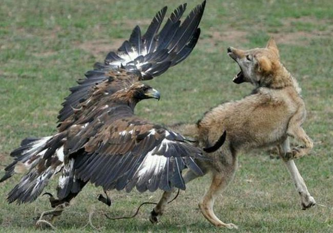 狼唯一的天敌生活在我国大西北沙漠地区最爱的食物就是狼