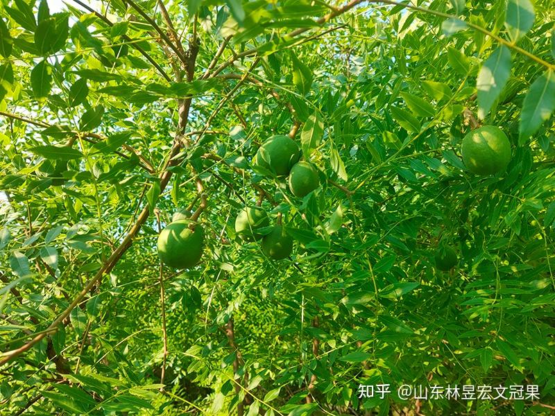 美味与科学:了解文冠果,从《中国植物图鉴》开始 - 知乎