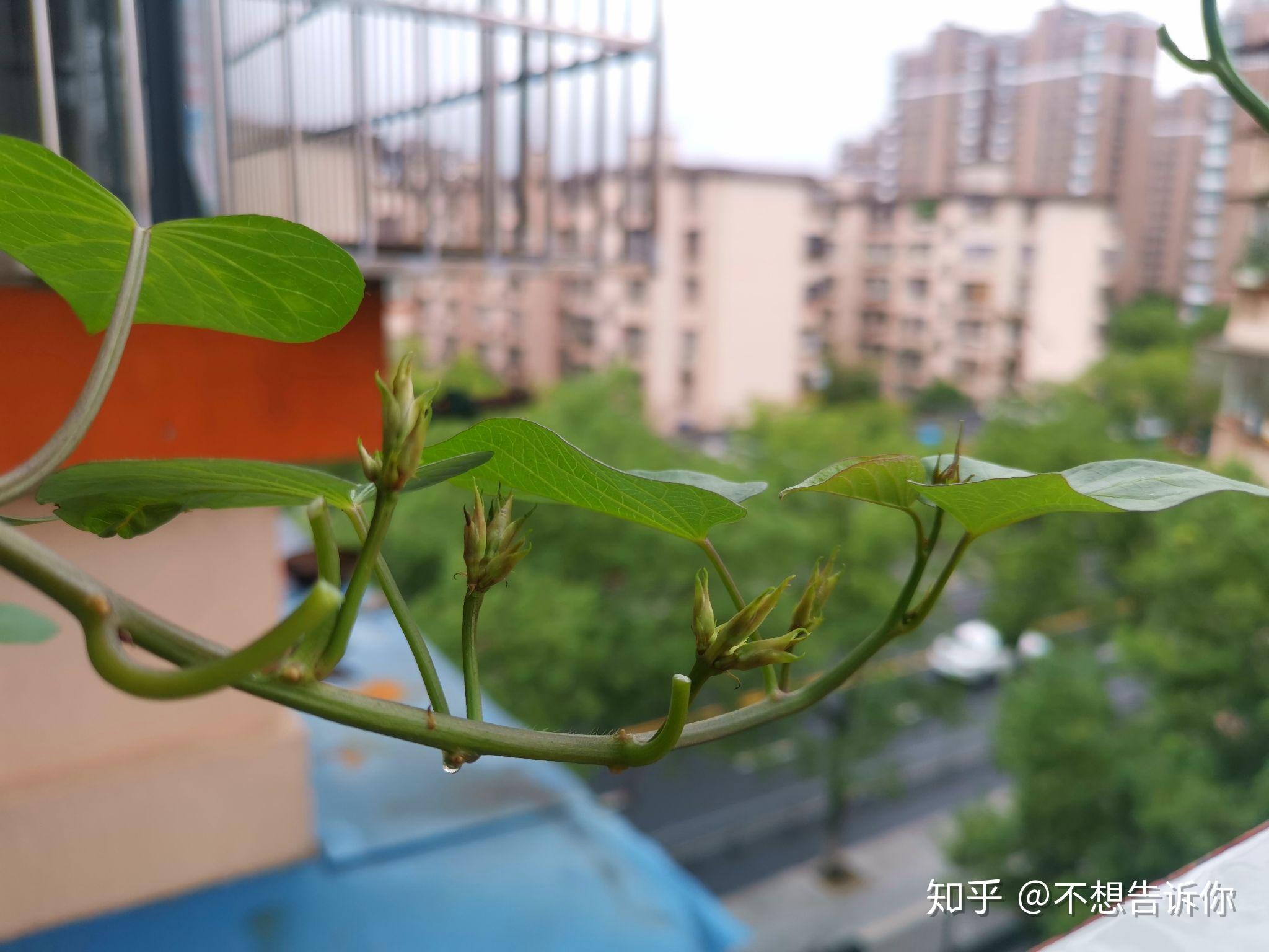 难得一见紫薯开花