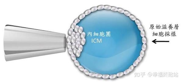 镶嵌型胚胎可以植入吗 看研究显示怎么说 知乎