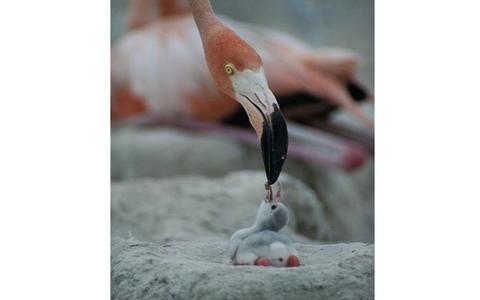 火烈鸟是用血哺乳孩子吗