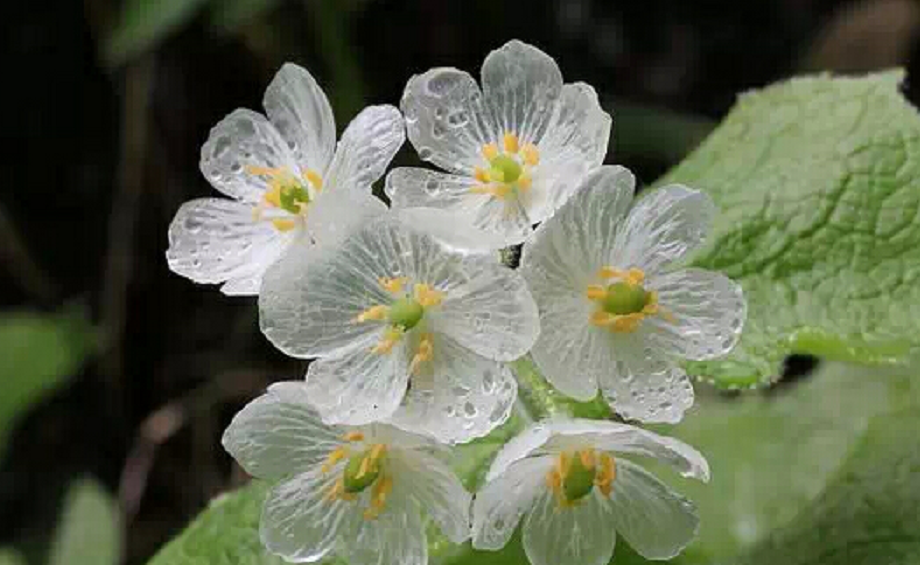 濒危物种 有一种花 遇水花瓣变透明 晶莹欲滴 非常神奇 知乎