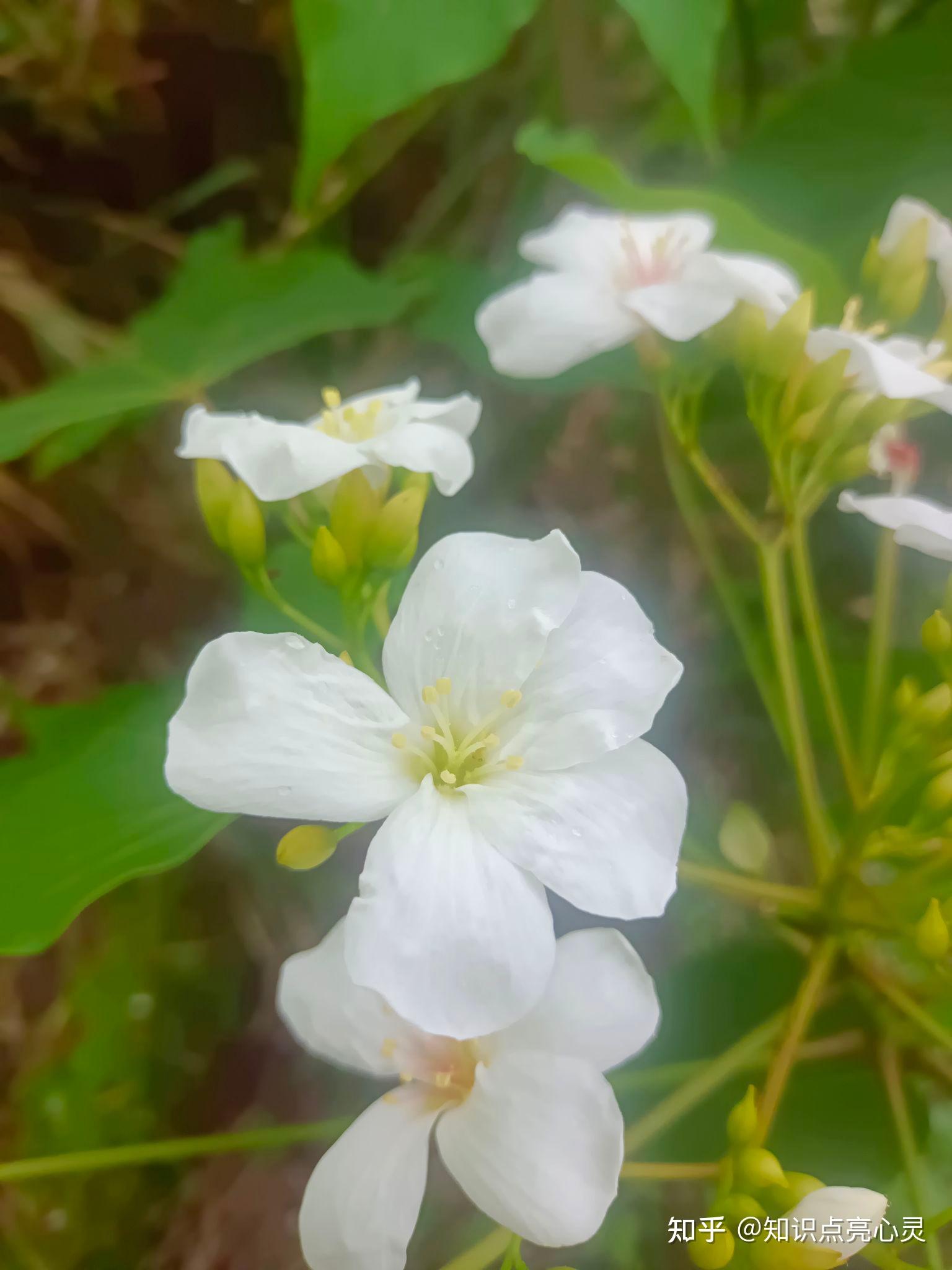 039 续 油桐 桐树 初夏花开正艳 - 知乎