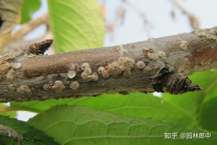 三月份园林蚧壳虫防治的关键时期掌握好用药时间很重要