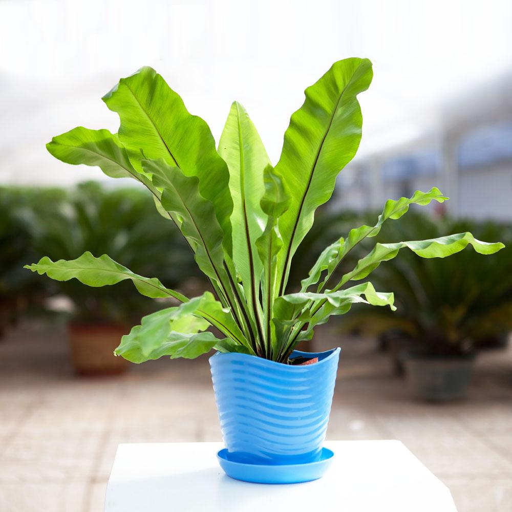 鸟巢蕨叶片发黄怎么回事 如何养护 知乎