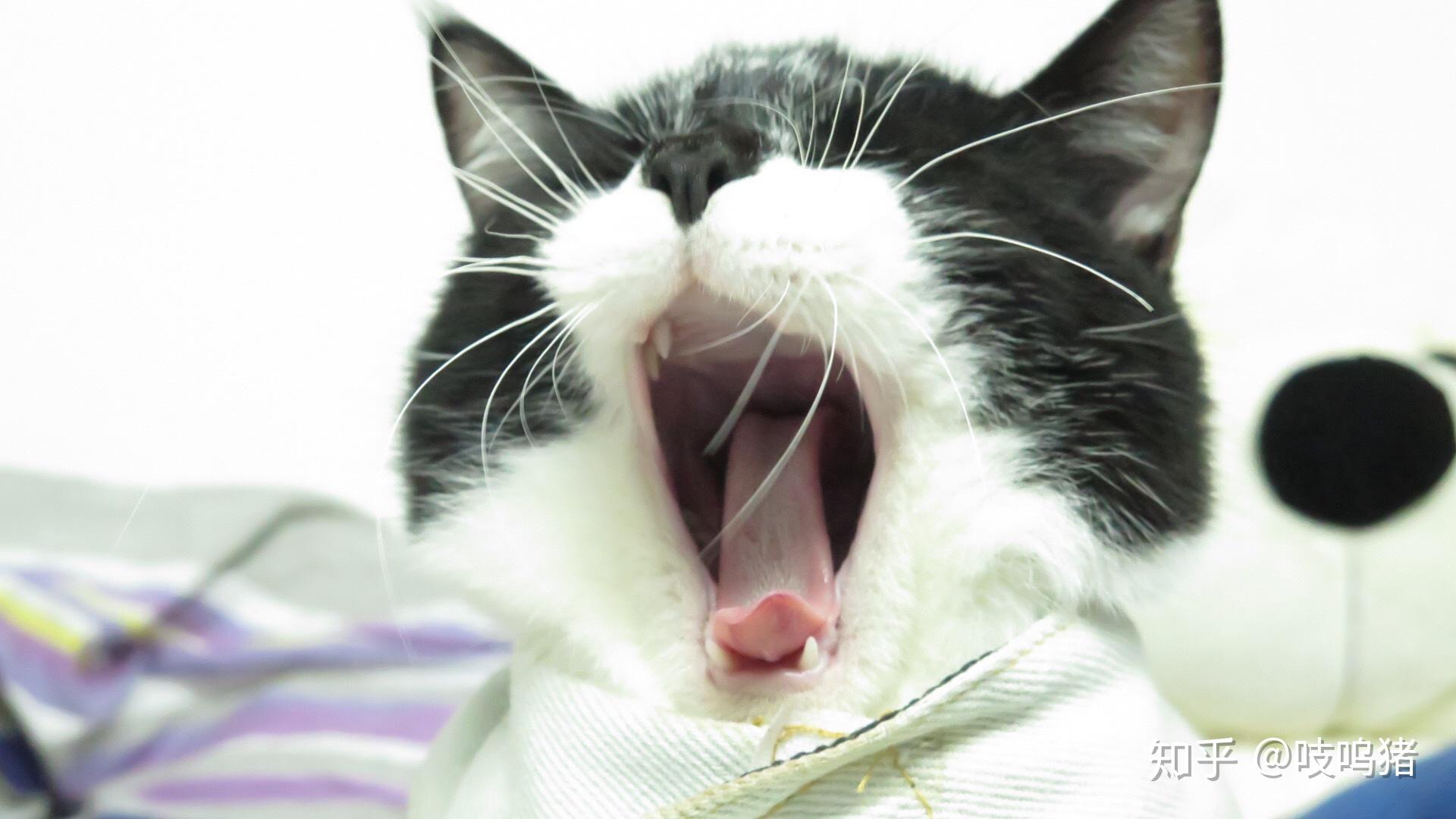 想看看你们的奶牛猫可以吗