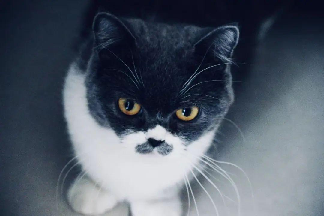 男子给自家猫取名”八嘎“,猫咪不慎走丢后,男子满小区大喊“八嘎”...... - 知乎