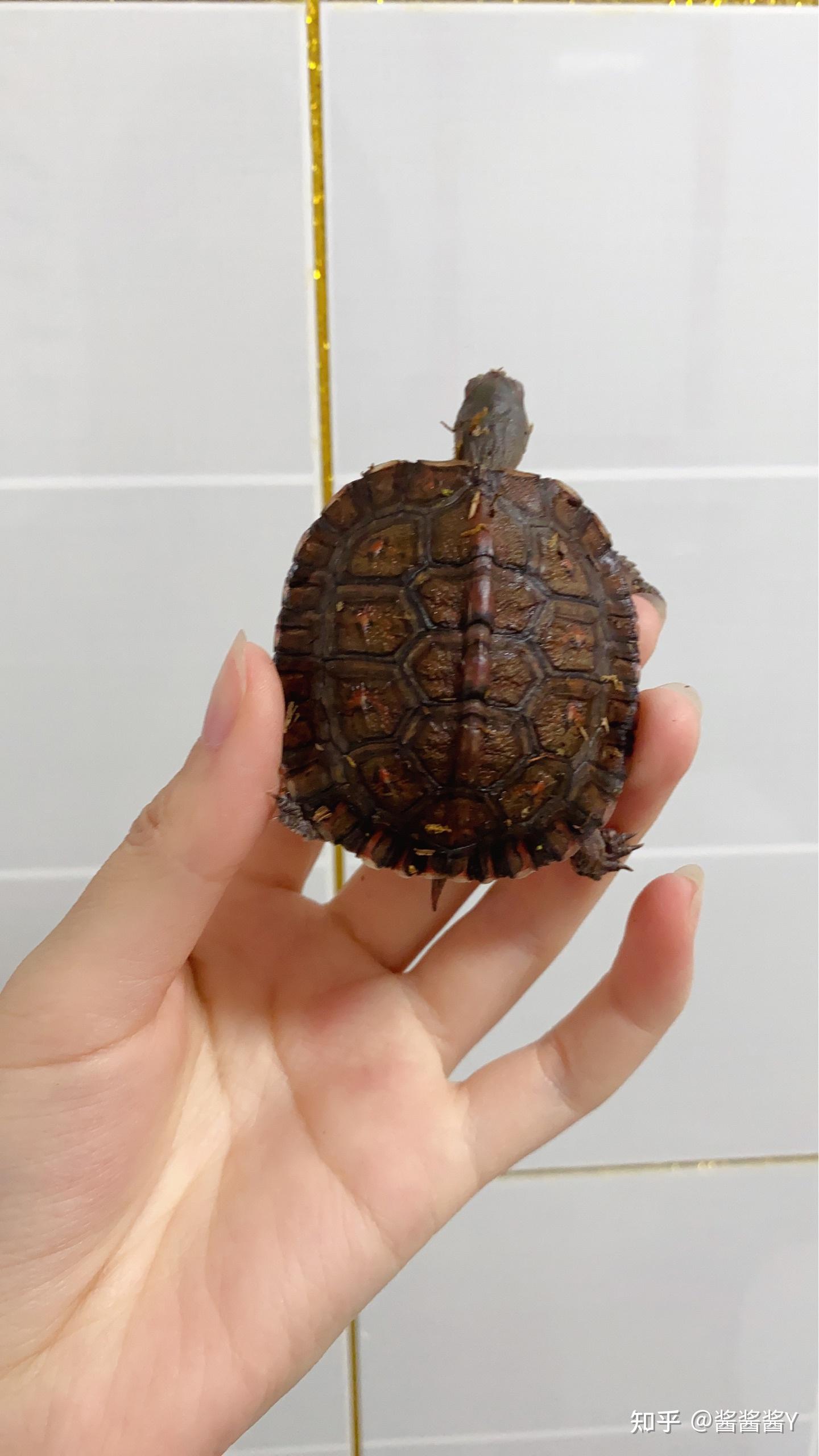 可以看看你们的木纹龟吗