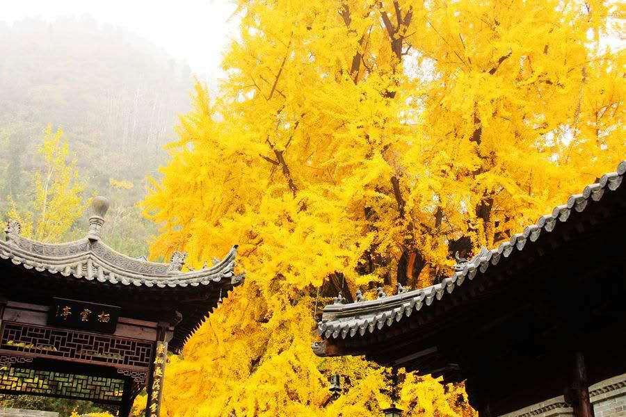 左各庄海潮禅院 - 知乎