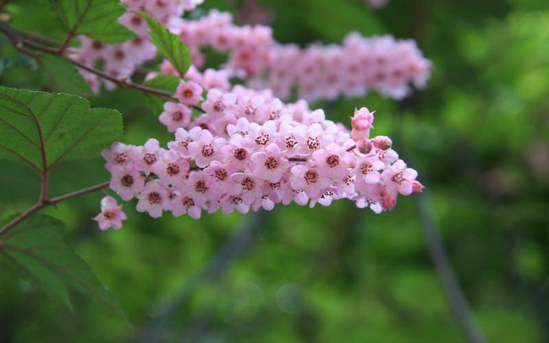 潜力较大的野生花灌木—中华绣线梅