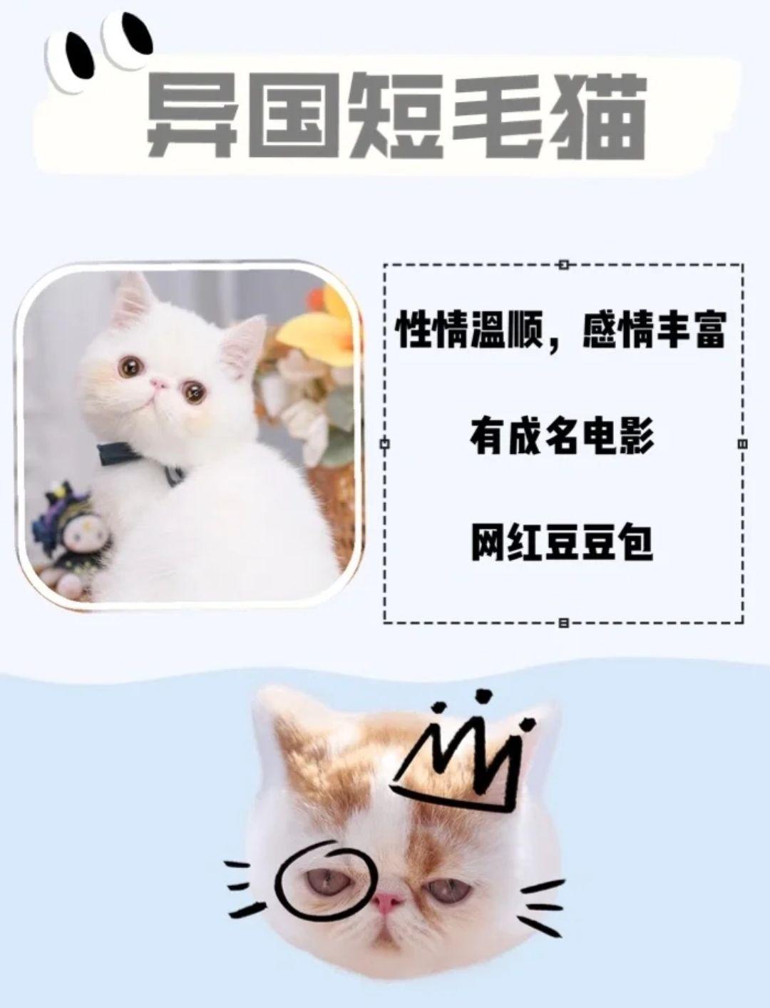 养猫攻略｜最适合女生养的猫咪 知乎