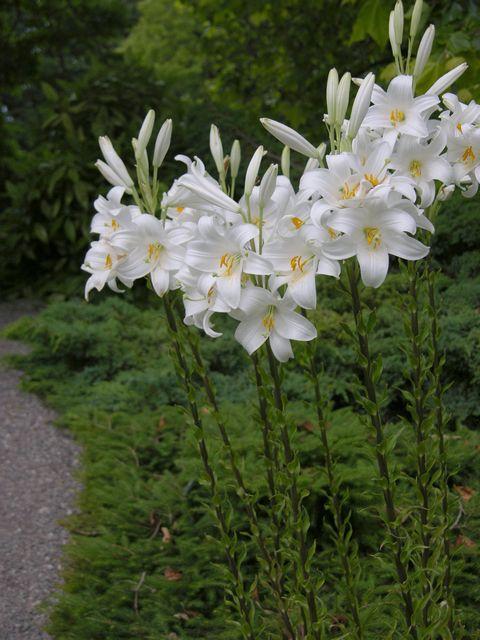 搬运整理：原生百合介绍（一） 知乎