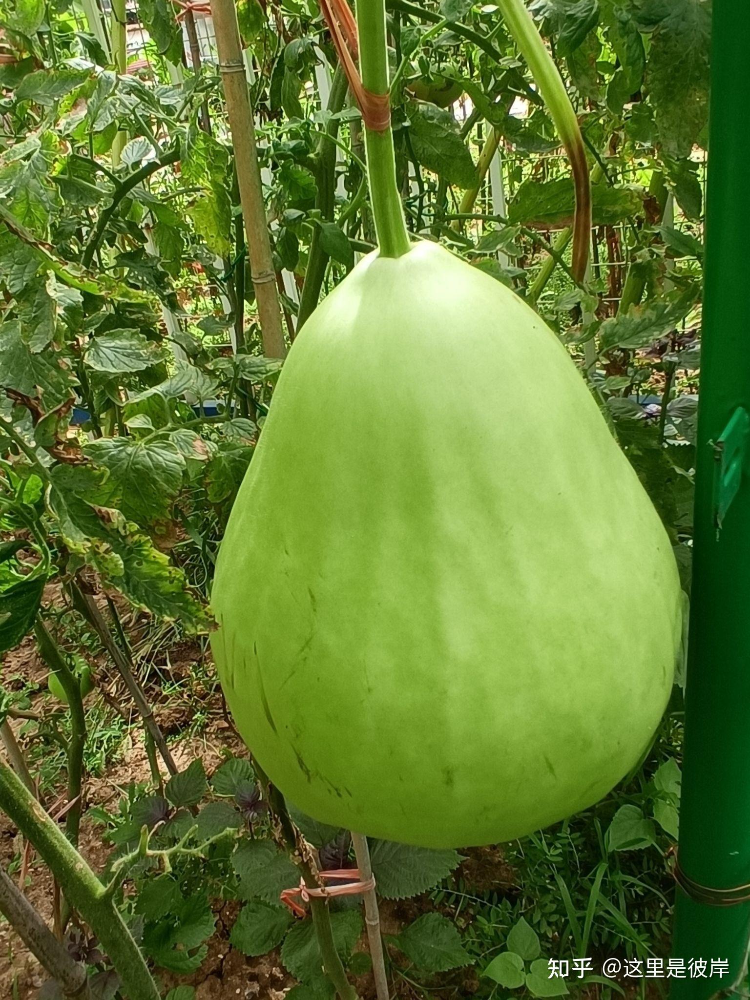 巨型葫芦鲜嫩好吃 - 知乎
