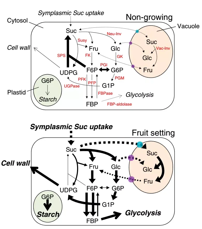 during tomato fruit set, as controlled by pollination and
