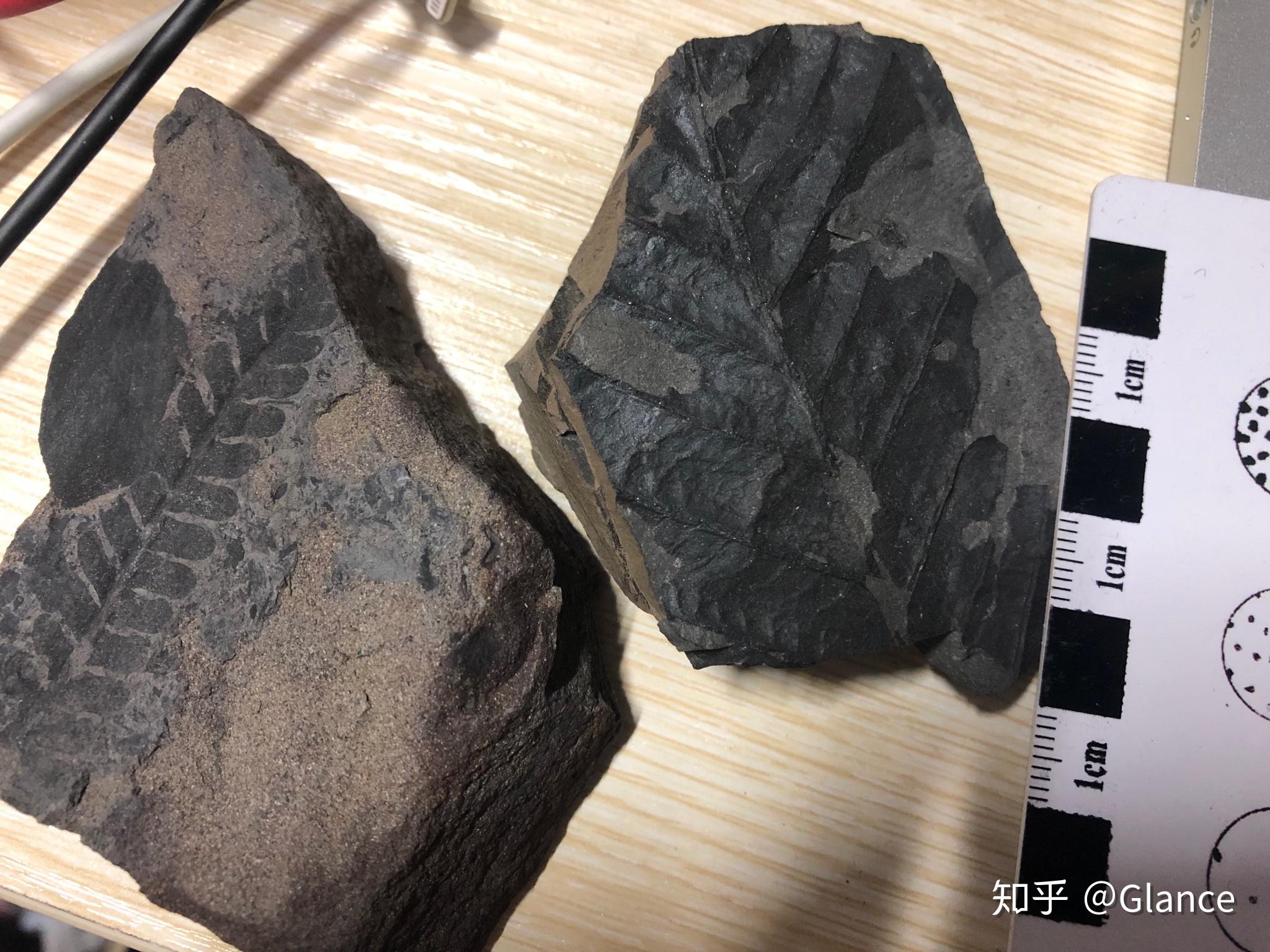 二叠纪植物的穿越者大羽羊齿