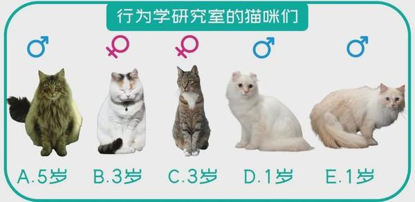 如果一直盯着猫咪眼睛看 会发生什么事情 知乎