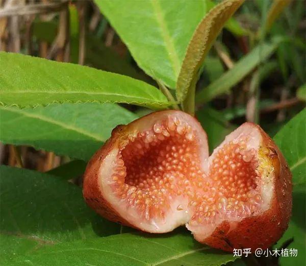 农村常见野生水果，小时候暑假经常去找来吃，被誉为“埋在地里的石榴”——地果 - 知乎
