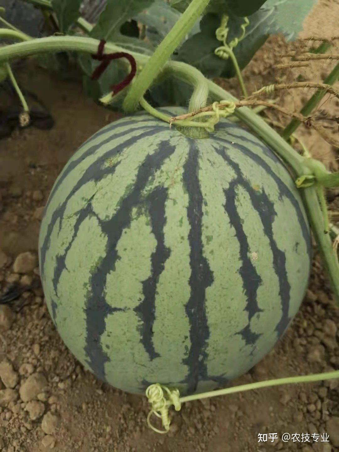 介绍两个适宜懒汉种植的西瓜品种奶香红麒麟和新育麒麟三号