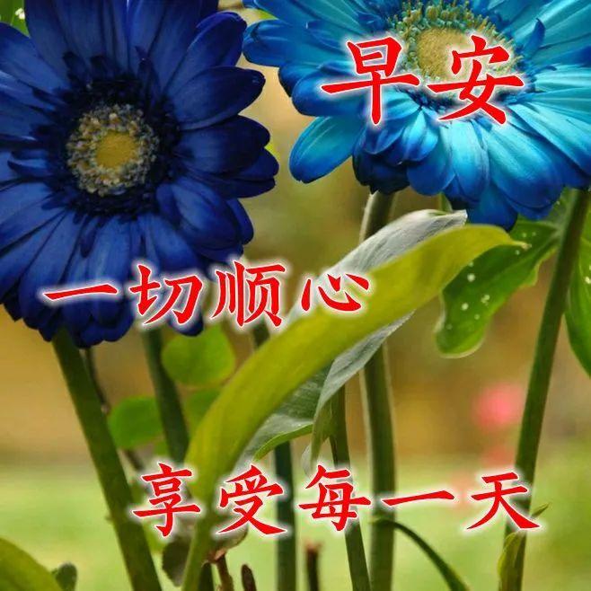 8月份最新版漂亮早安图片鲜花带字最美早上好问候语图片带字温馨