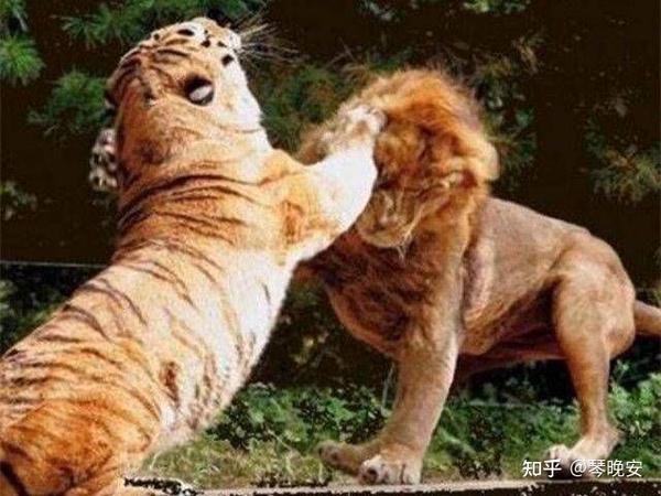 狮子和老虎谁厉害一点，它们谁怕谁？ 知乎 
