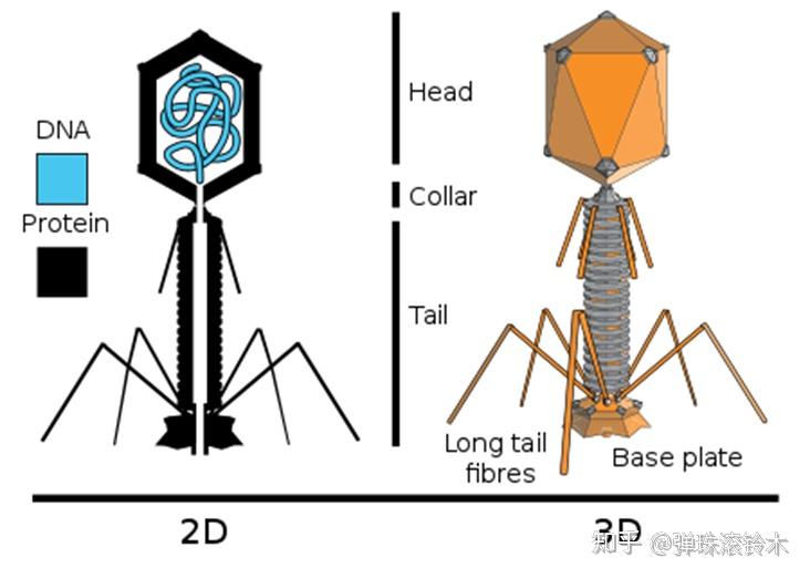噬菌体结构图手绘图片